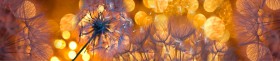 Кухонный фартук Мерцание Одуванчики золотистые 3 серебро в Якутске - yakutsk.katalogmebeli.com | фото