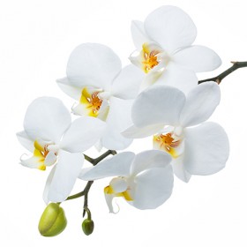 Стол обеденный Танго белый/Орхидея в Якутске - yakutsk.katalogmebeli.com | фото 3